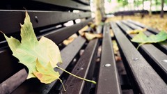 Leaves autumn bench