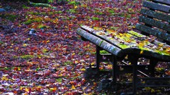 Leaves autumn bench fallen leaves