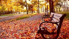 Leaves autumn bench fallen leaves