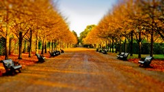 Leaves autumn bench Parks tilt-shift