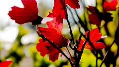 Leaves autumn blurred background