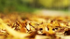 Leaves autumn bokeh