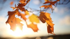 Leaves autumn bokeh sunlight depth of field