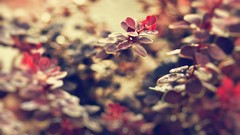 Leaves autumn branches