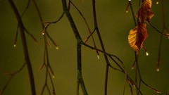 Leaves autumn branches