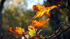 Leaves autumn branches