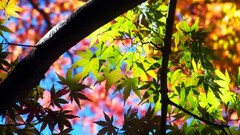Leaves autumn branches Green maple-leaf sunlight