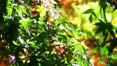 Leaves autumn branches Green maple-leaf sunlight