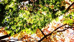 Leaves autumn branches Green maple-leaf sunlight