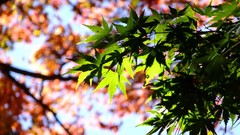Leaves autumn branches Green maple-leaf sunlight