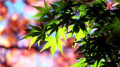 Leaves autumn branches Green marijuana sunlight