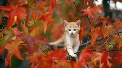 Leaves autumn branches Kittens
