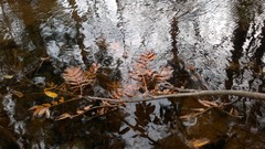 Leaves autumn branches lakes
