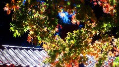 Leaves autumn branches maple-leaf sunlight