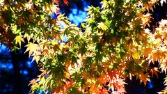 Leaves autumn branches maple-leaf sunlight
