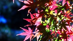 Leaves autumn branches maple-leaf sunlight