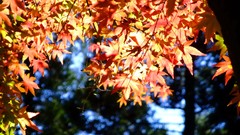 Leaves autumn branches maple-leaf sunlight
