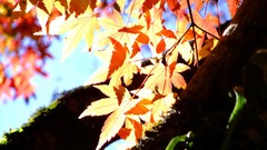 Leaves autumn branches maple-leaf sunlight
