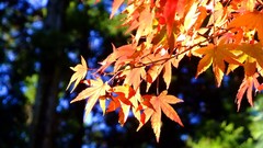 Leaves autumn branches maple-leaf sunlight