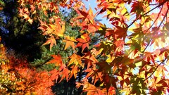 Leaves autumn branches maple-leaf sunlight