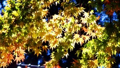 Leaves autumn branches maple-leaf sunlight