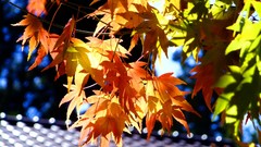 Leaves autumn branches maple-leaf sunlight