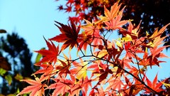 Leaves autumn branches maple-leaf sunlight skies