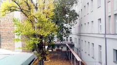 Leaves autumn buildings urban