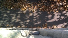 Leaves autumn buildings urban