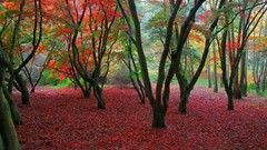Leaves autumn carpet fall awesome