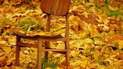 Leaves autumn chairs fallen leaves