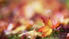 Leaves autumn close-up