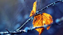 Leaves autumn close-up