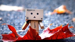 Leaves autumn danboard fallen leaves