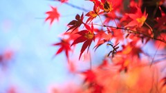 Leaves autumn depth of field