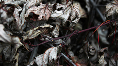 Leaves autumn dried blatter getrocknete