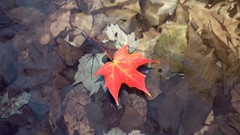 Leaves autumn Earth leaf