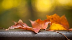 Leaves autumn fallen leaves