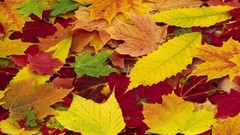 Leaves autumn fallen leaves