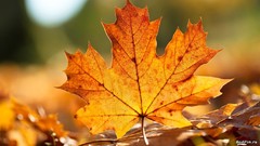 Leaves autumn fallen leaves