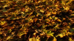 Leaves autumn fallen leaves