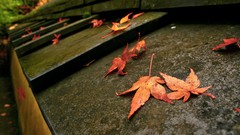 Leaves autumn fallen leaves