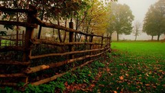Leaves autumn fallen leaves