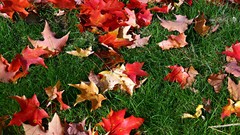Leaves autumn fallen leaves