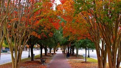 Leaves autumn falling fallen leaves
