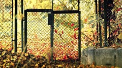 Leaves autumn fences fallen leaves