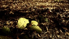 Leaves autumn forests fallen leaves