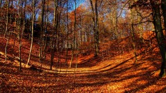 Leaves autumn forests fallen leaves