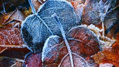 Leaves autumn frost