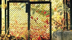 Leaves autumn gates fallen leaves